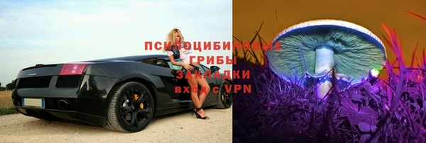 стаф Аркадак